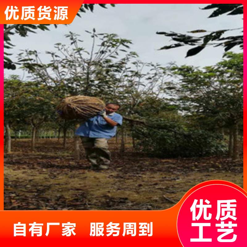 櫻花_泰山景松造型景松精選優(yōu)質(zhì)材料