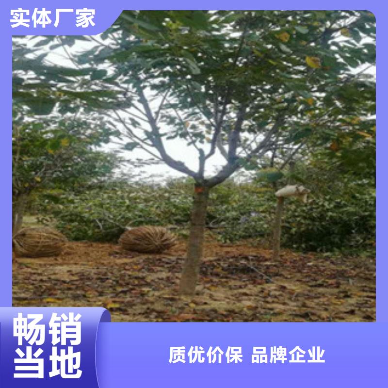 【櫻花-藍莓苗出貨快】