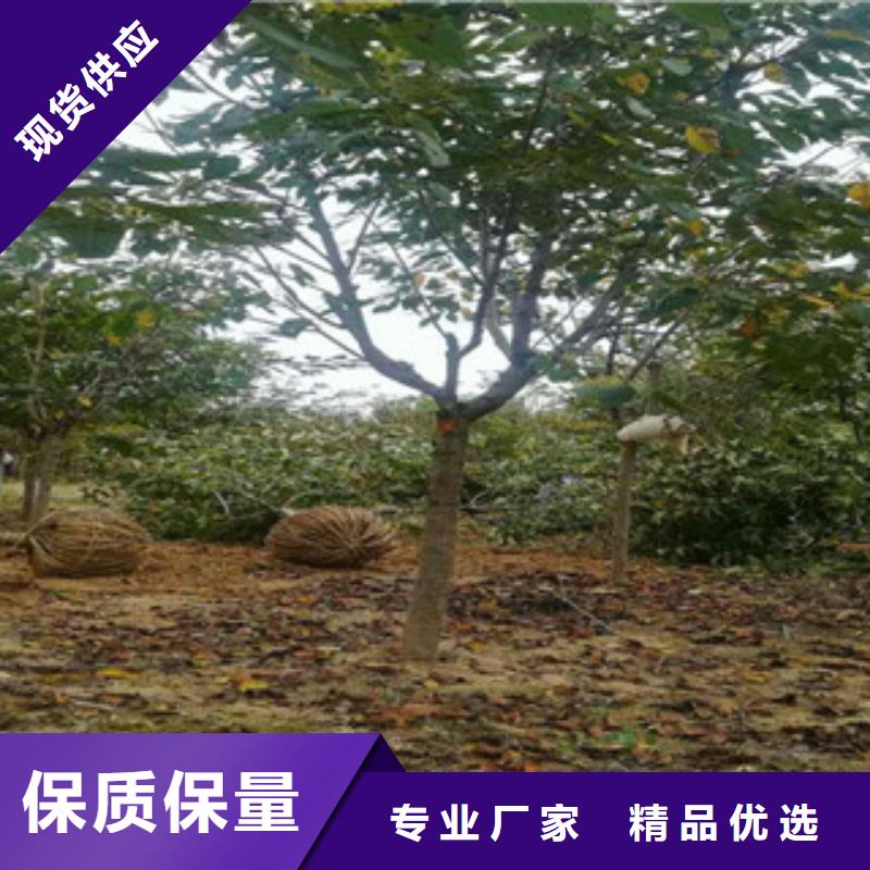 櫻花樹莓苗品質(zhì)商家