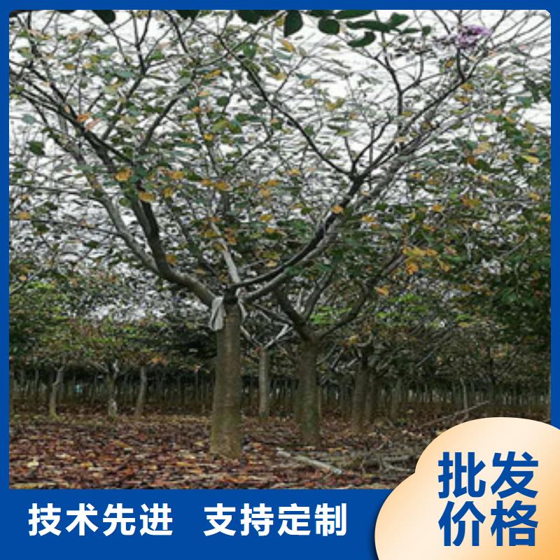 櫻花-占地果樹品質(zhì)好才是硬道理