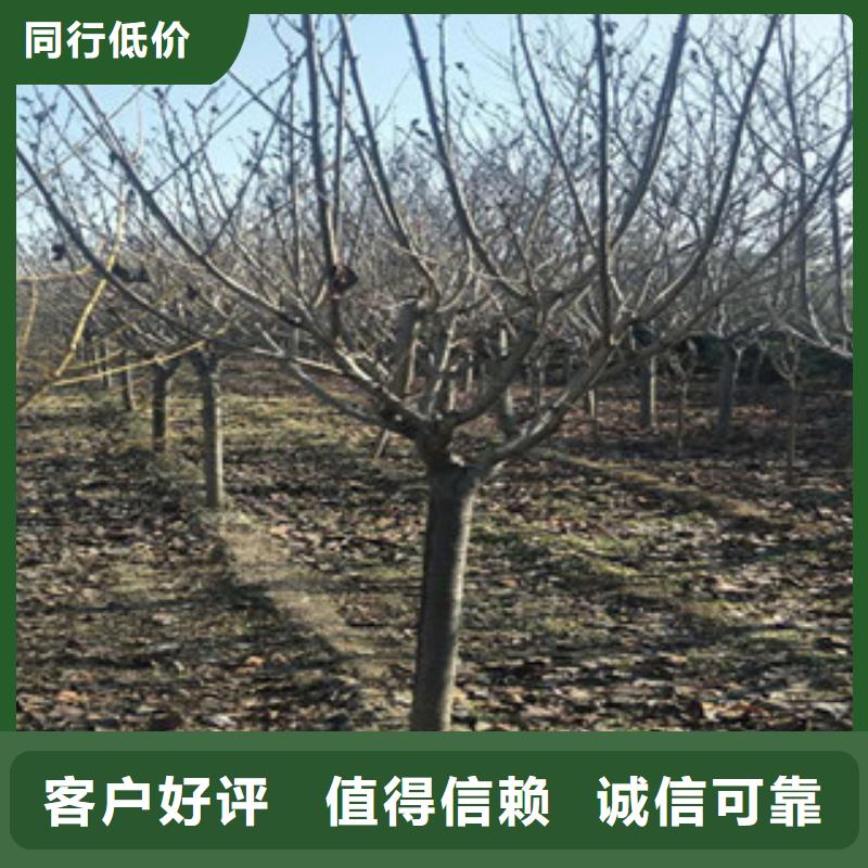 櫻花,鈣果苗真實拍攝品質可靠
