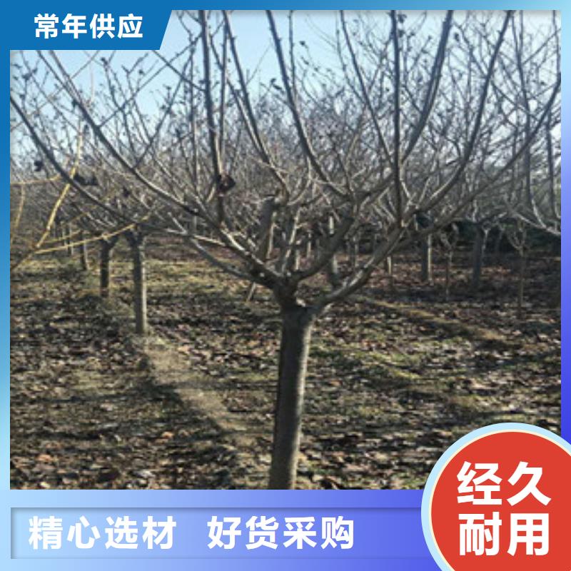 櫻花占地果樹優(yōu)選廠家
