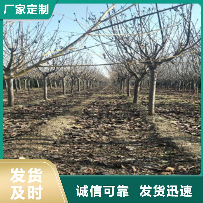 櫻花_泰山景松造型景松精選優(yōu)質(zhì)材料