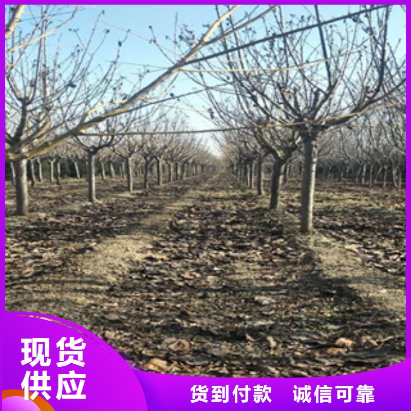 樱花蓝莓苗专业设计