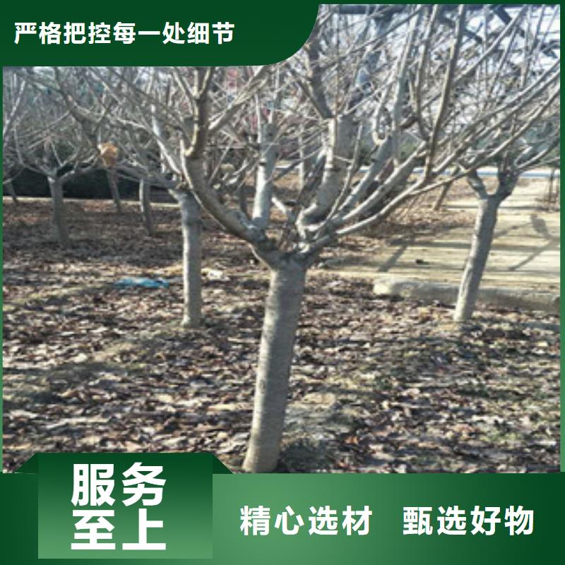 櫻花-綠化樹綠化工程支持加工定制