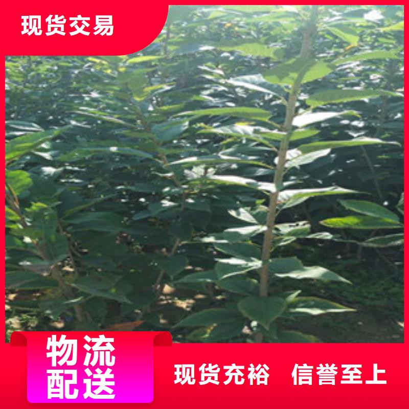 櫻花-占地果樹(shù)自有廠家