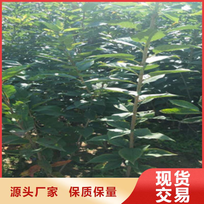 核桃苗 樱花苗 长果桑树苗视频-核桃苗 樱花苗 长果桑树苗-云南省普洱市此地品牌-丽江|楚雄|德宏|迪庆|临沧|昭通|大理