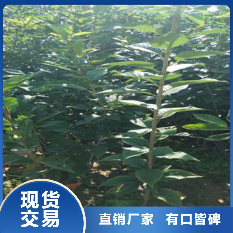 樱花蓝莓苗精挑细选好货