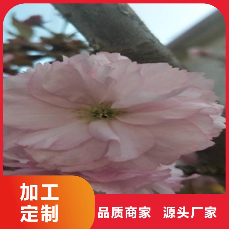 櫻花鈣果苗滿足多種行業(yè)需求