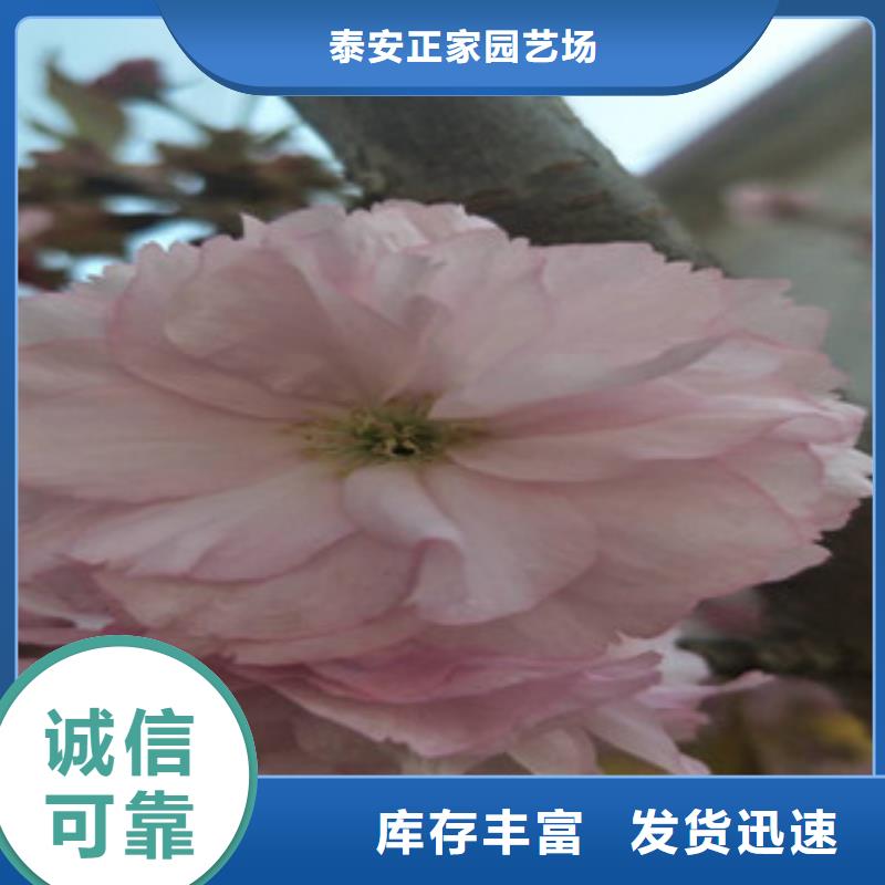 核桃苗 樱花苗 长果桑树苗视频-核桃苗 樱花苗 长果桑树苗|贵州省黔南市|福泉|平塘|黔西南|黔东南|安顺|贵阳