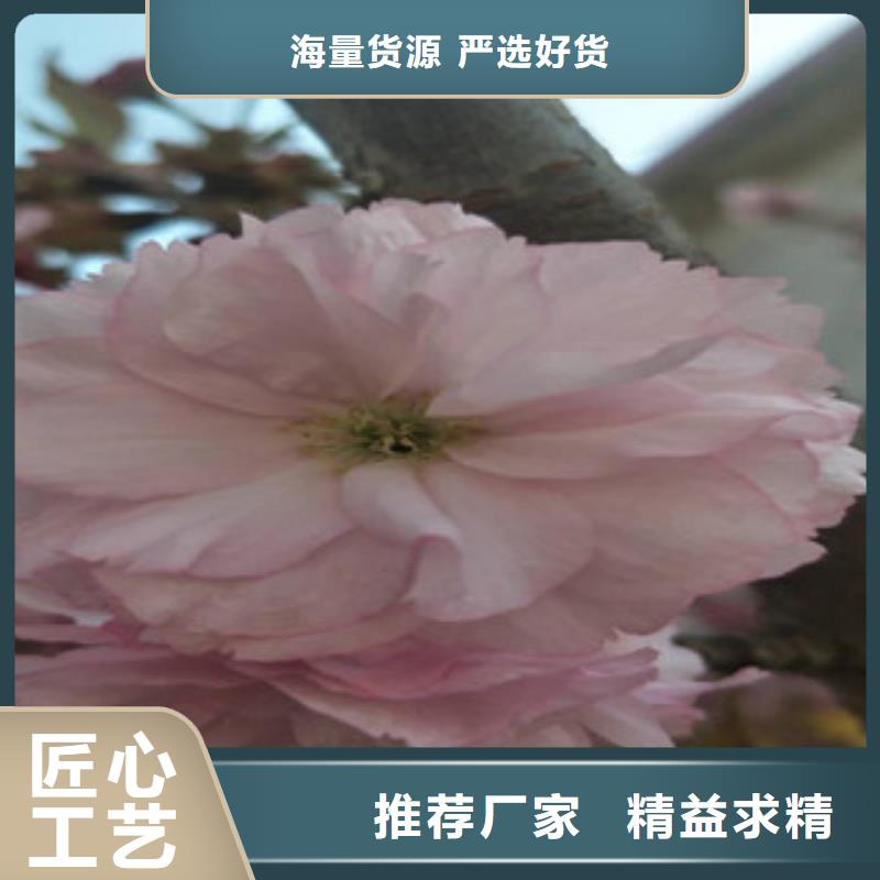 櫻花泰山景松造型景松好品質(zhì)經(jīng)得住考驗(yàn)