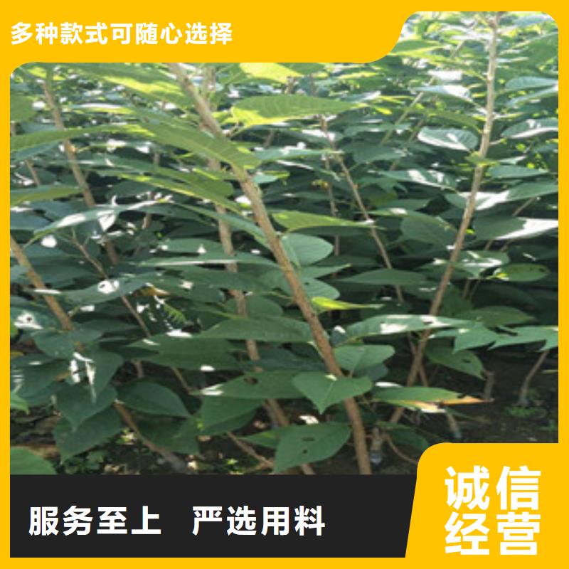 櫻花_泰山景松造型景松精選優(yōu)質(zhì)材料