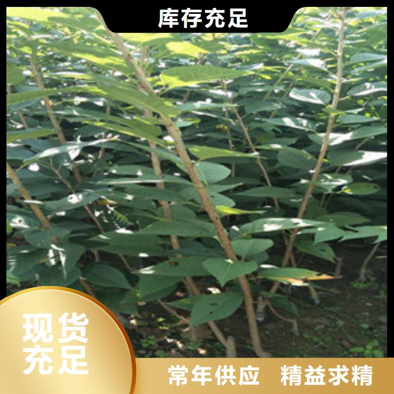 櫻花藍莓苗精挑細選好貨