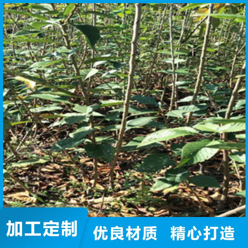 樱花蓝莓苗厂家实力雄厚