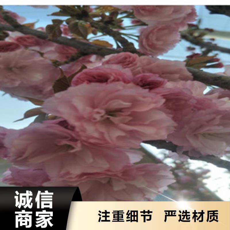 【櫻花核桃苗櫻花苗長果桑樹苗品牌企業】