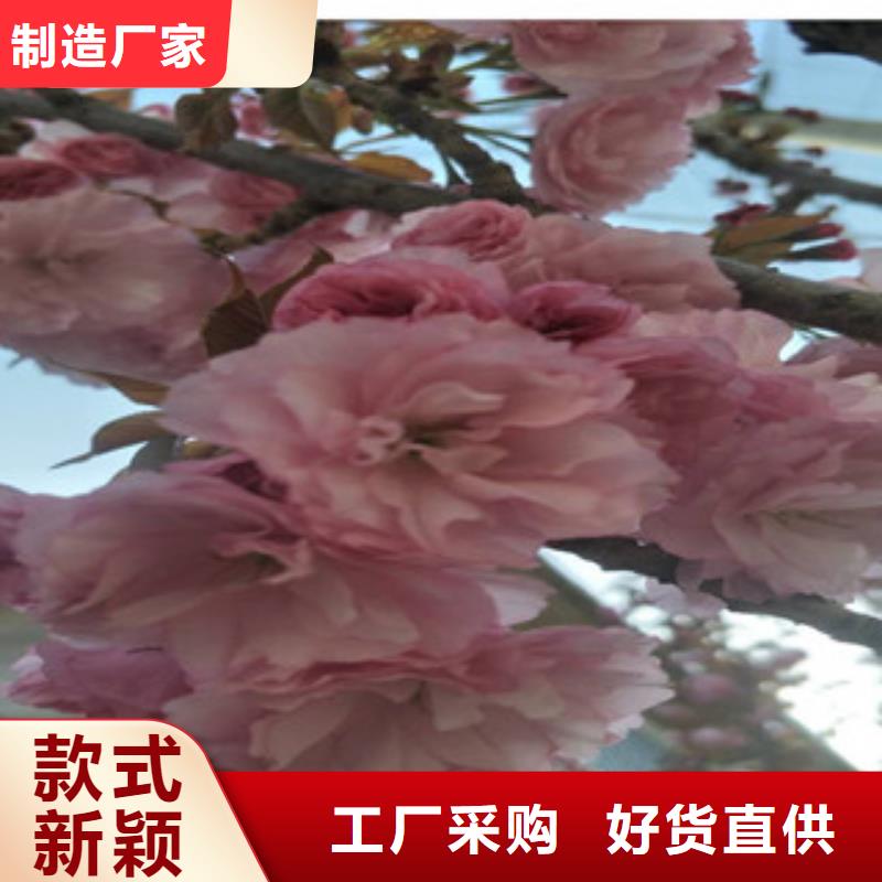 核桃苗 樱花苗 长果桑树苗正家樱花【钙果苗】当地厂家值得信赖