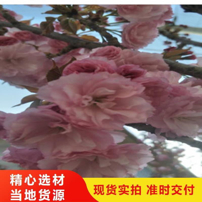 櫻花核桃苗櫻花苗長果桑樹苗海量貨源