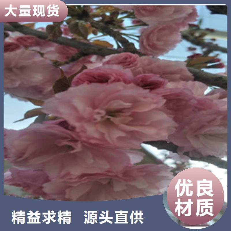 【樱花占地果树源头厂商】