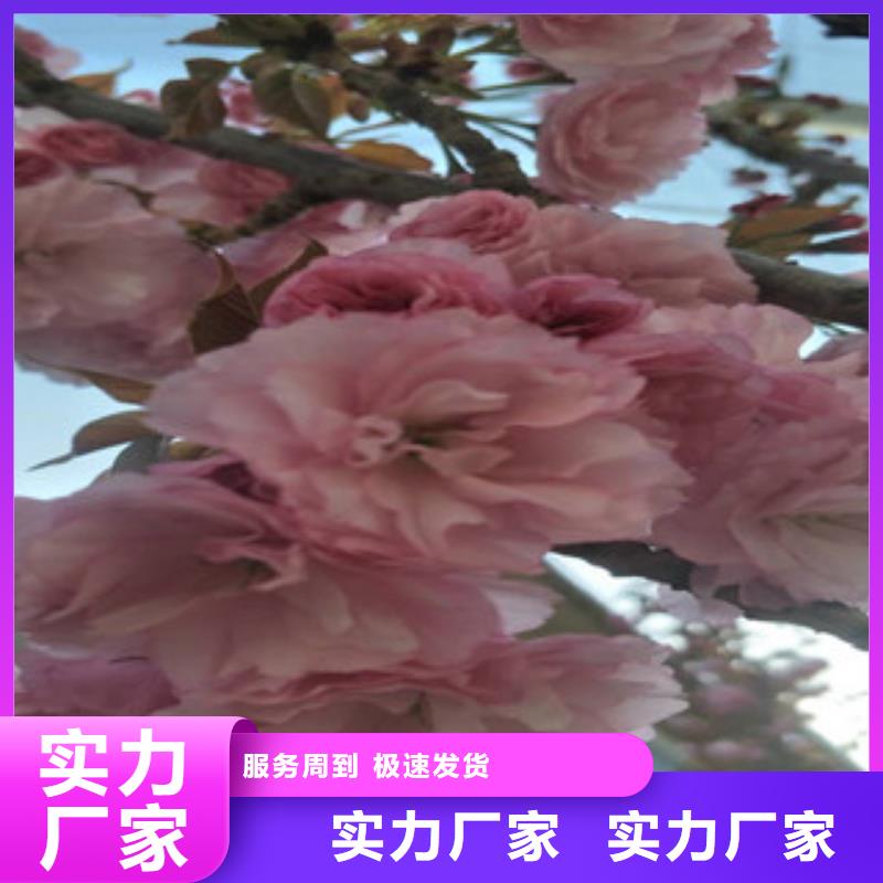 櫻花-泰山景松造型景松重信譽廠家