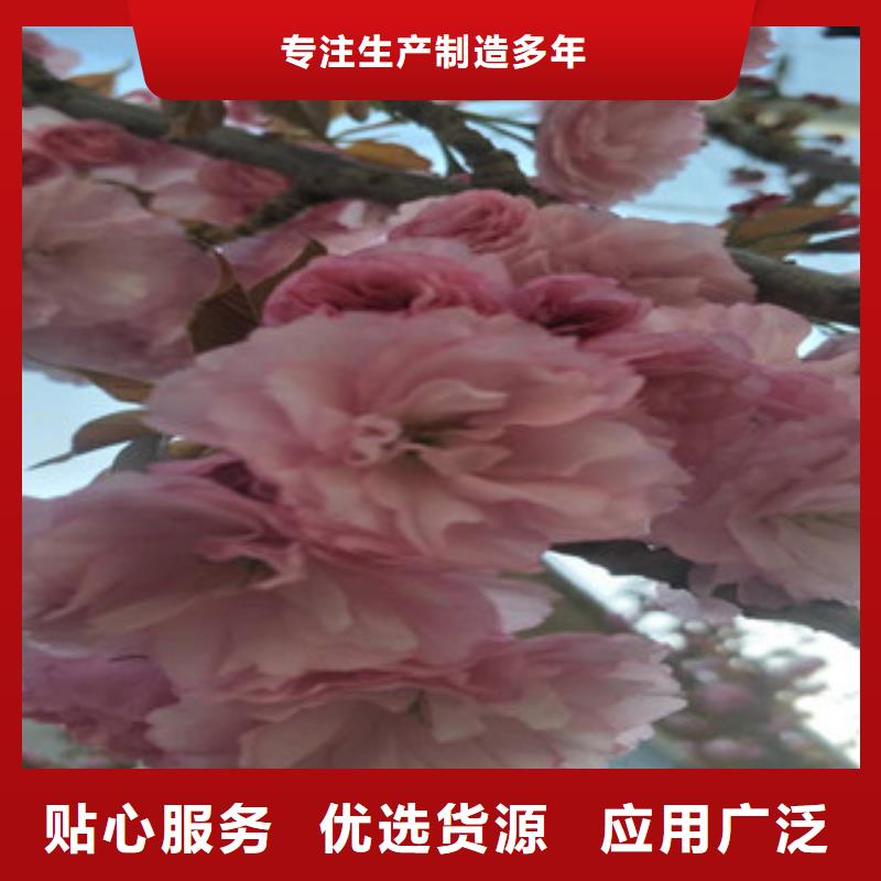 樱花蓝莓苗精挑细选好货