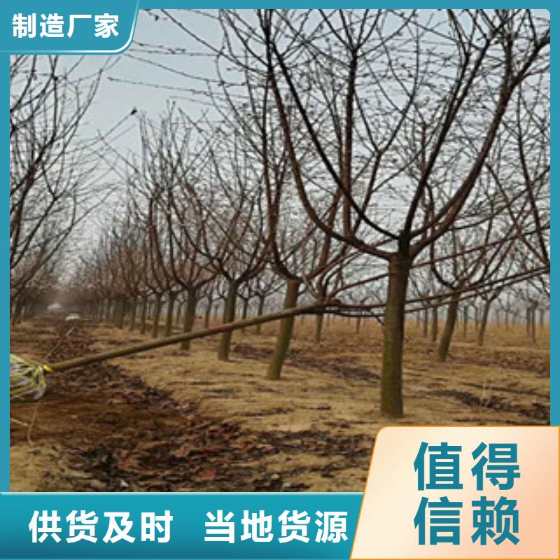 櫻花鈣果苗滿足多種行業(yè)需求