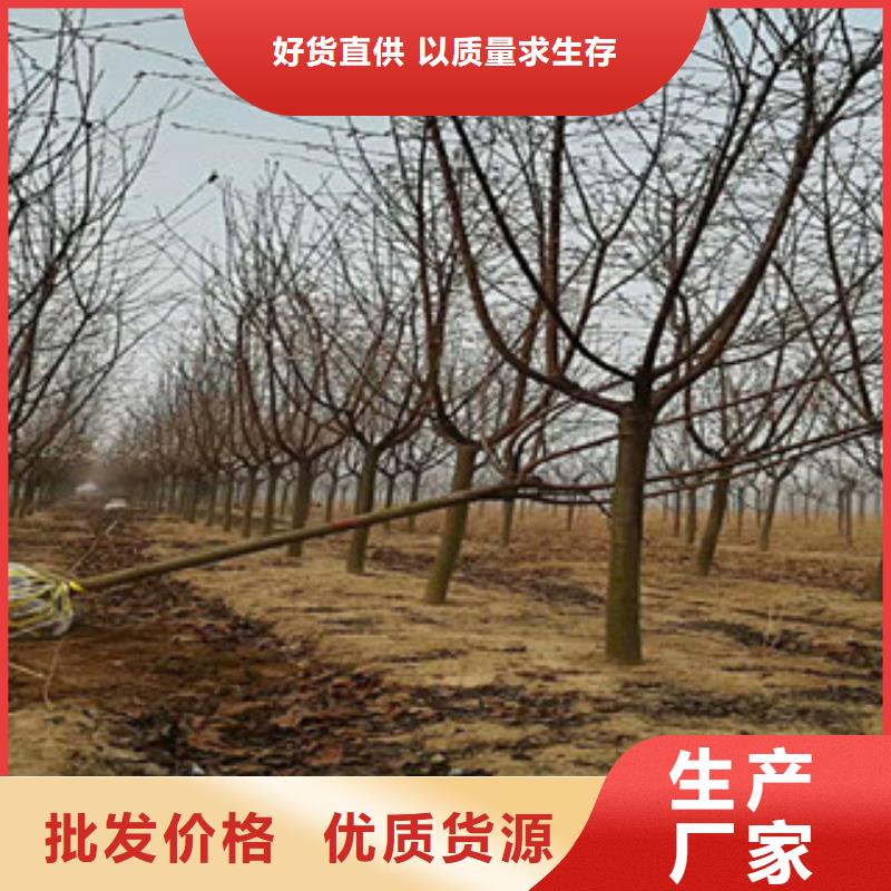 樱花蓝莓苗快速物流发货