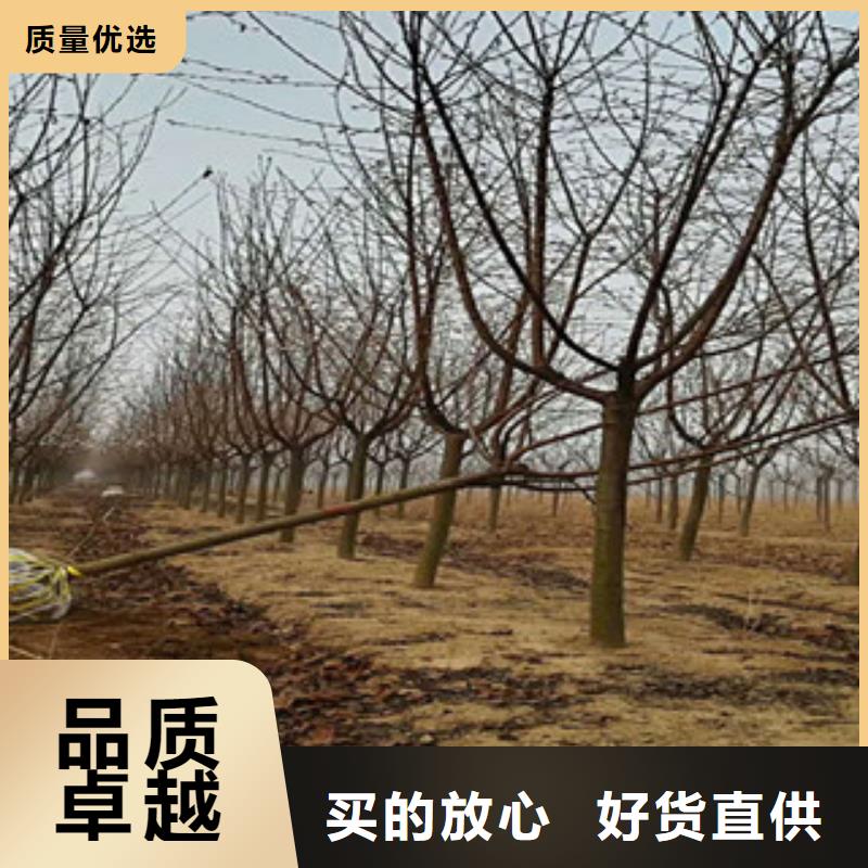樱花蓝莓苗专业设计