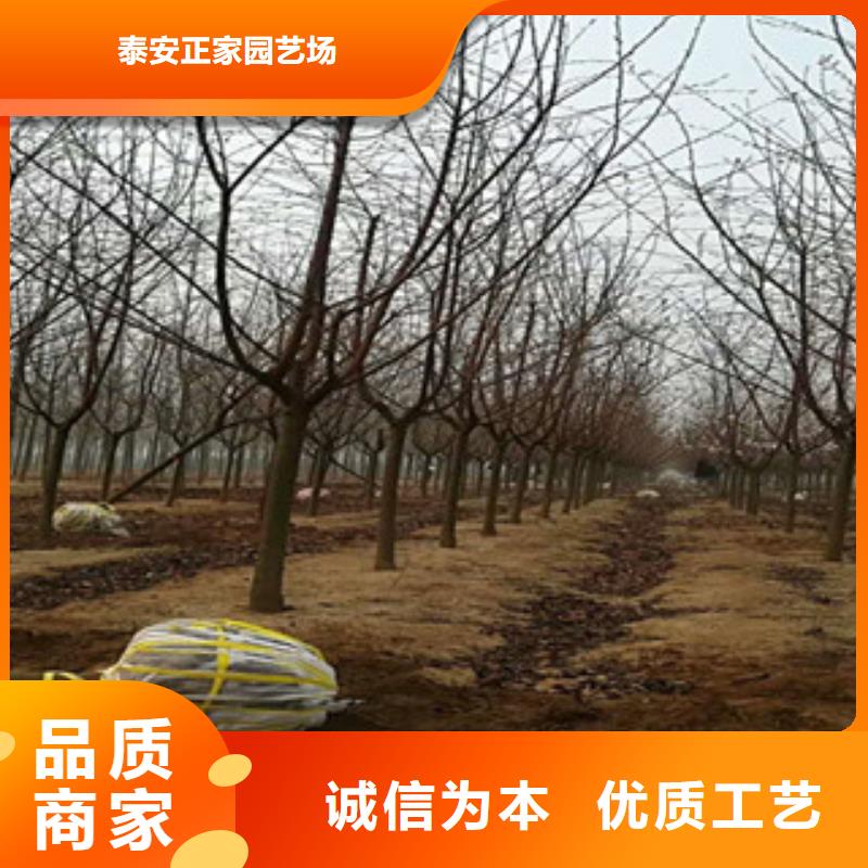 樱花钙果苗N年大品牌