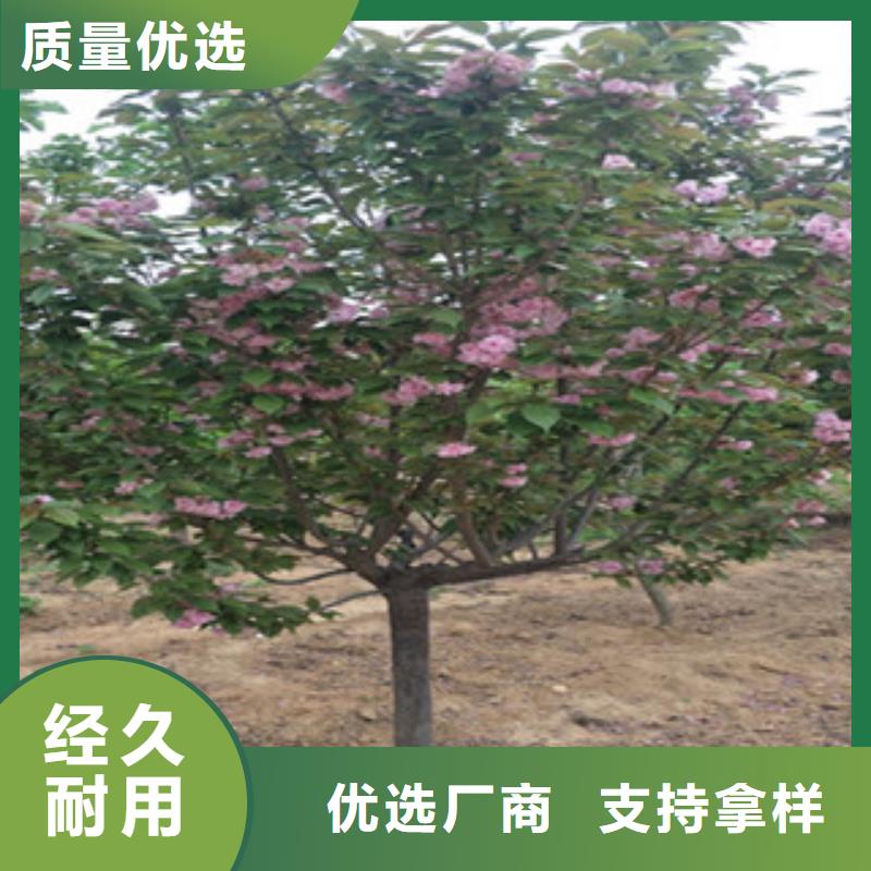 【櫻花核桃苗櫻花苗長果桑樹苗批發供應】