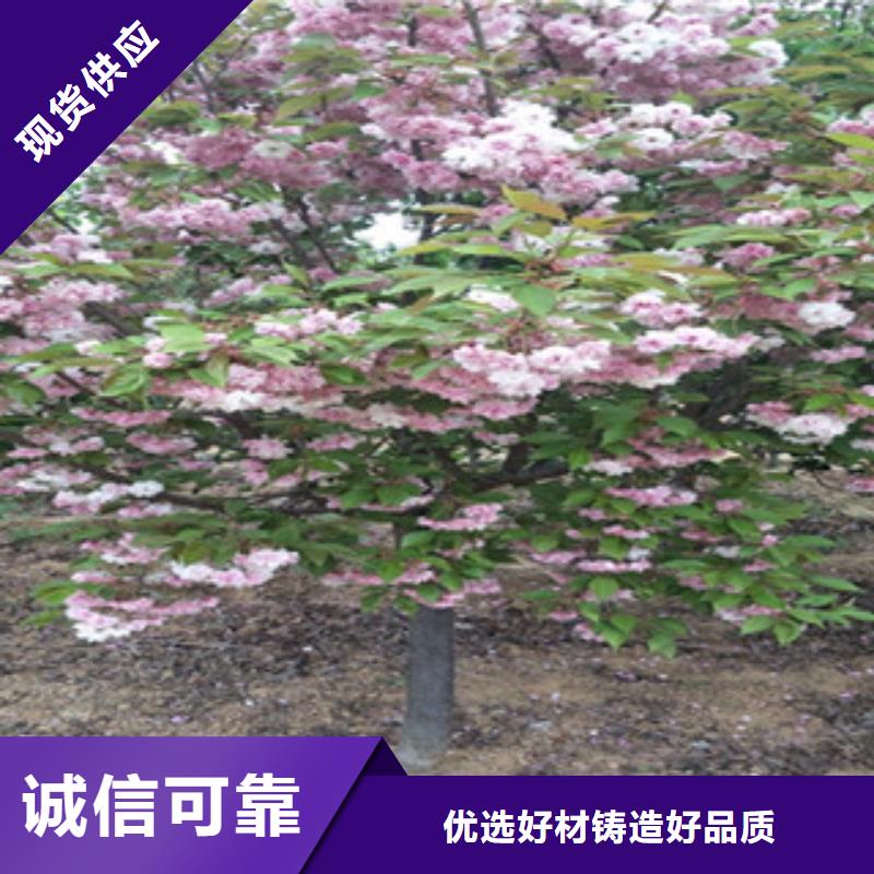 樱花_泰山景松造型景松支持定制贴心售后