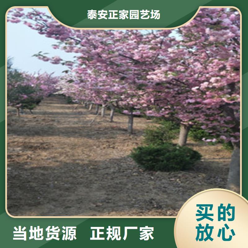 【櫻花核桃苗櫻花苗長果桑樹苗批發供應】