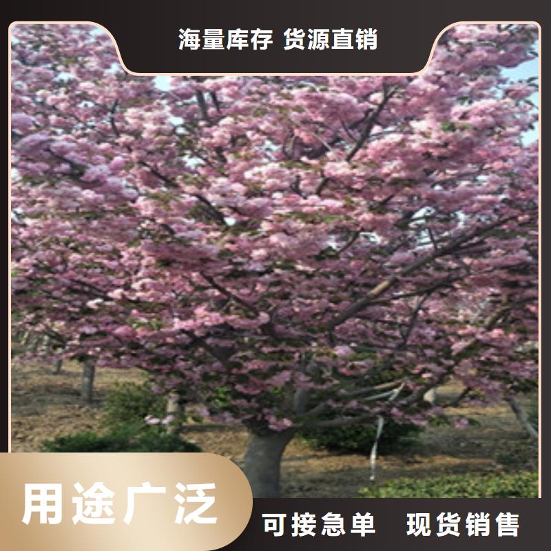 櫻花-占地果樹(shù)自有廠家