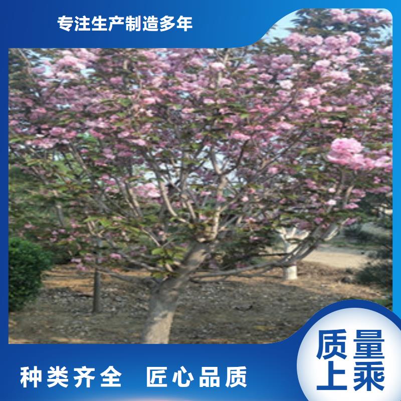 櫻花-占地果樹(shù)自有廠家