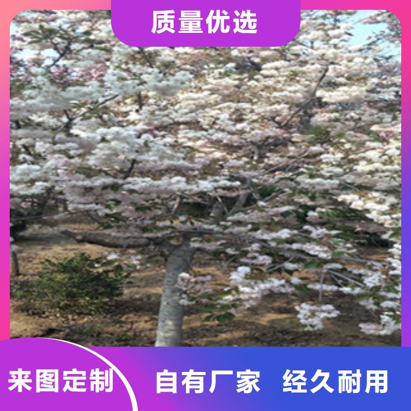 【櫻花核桃苗櫻花苗長果桑樹苗批發供應】