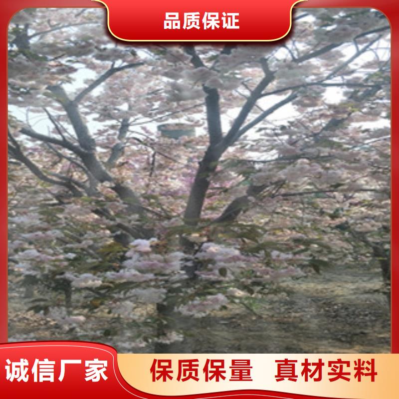 櫻花-占地果樹(shù)自有廠家