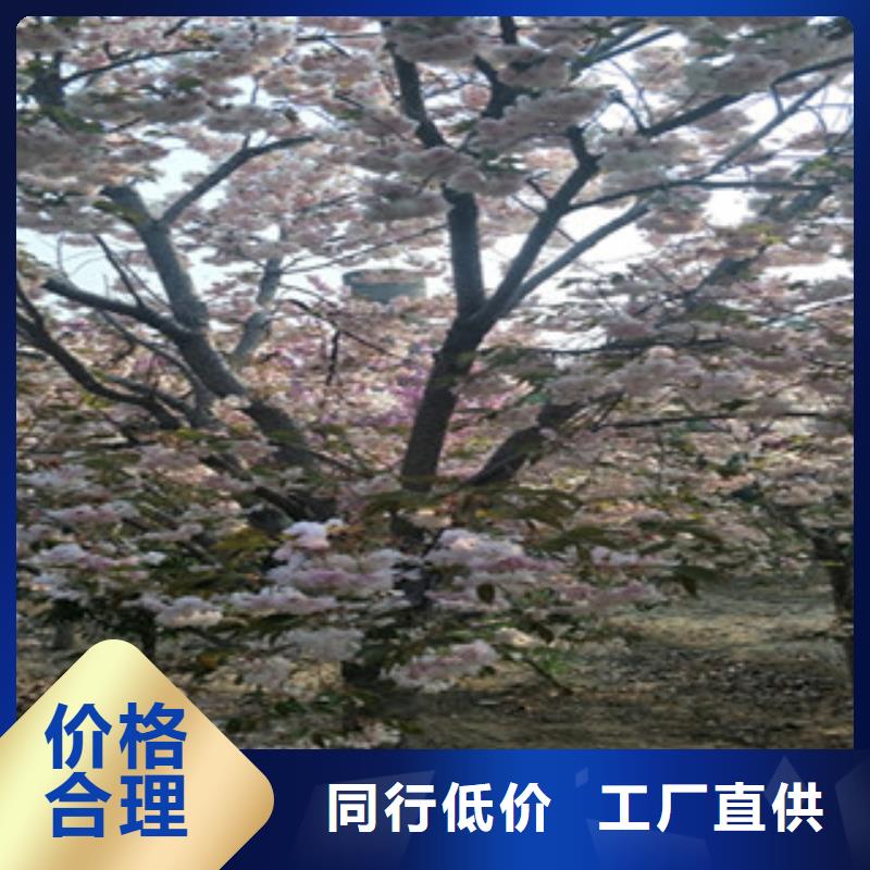 櫻花鈣果苗滿足多種行業(yè)需求