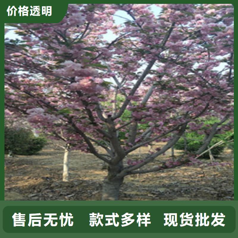 【櫻花,鈣果苗滿足客戶所需】