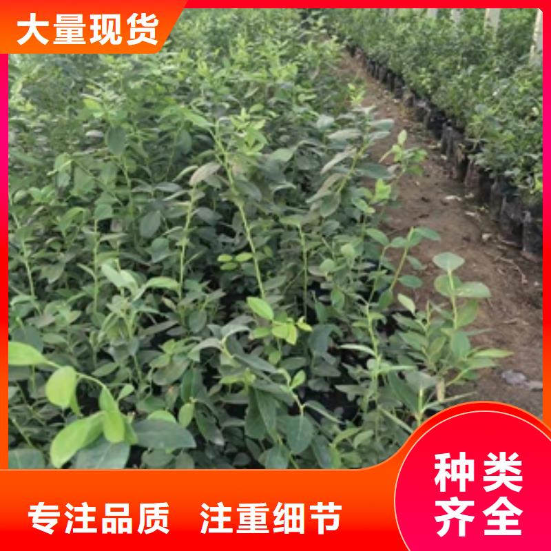 藍莓苗拒絕偽劣產品
