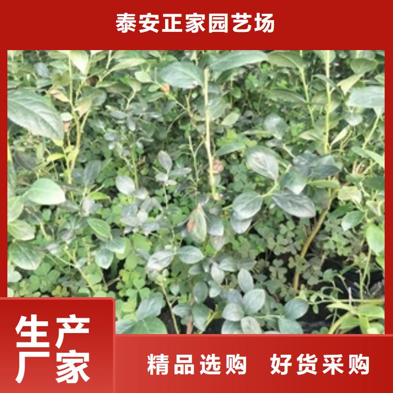藍莓苗,核桃苗櫻花苗長果桑樹苗定制零售批發