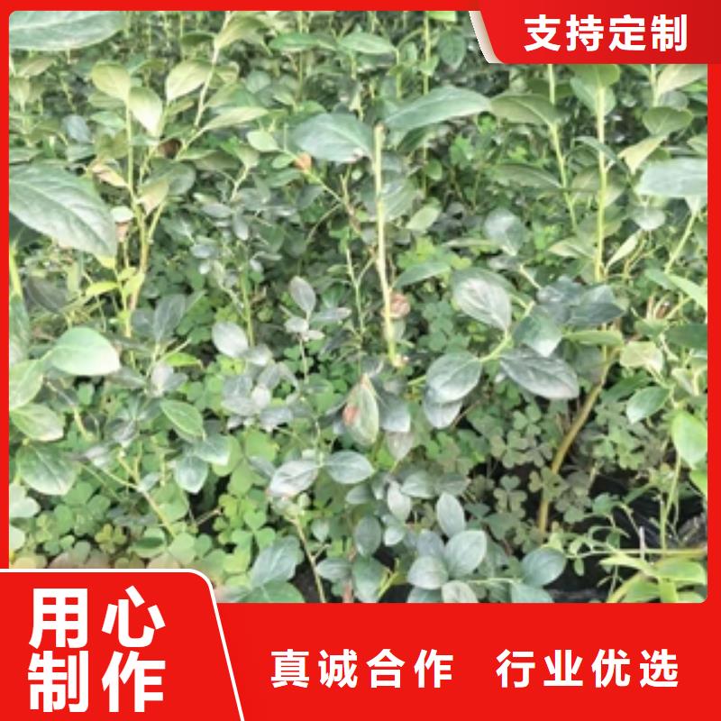 【藍莓苗】綠化樹綠化工程省心又省錢
