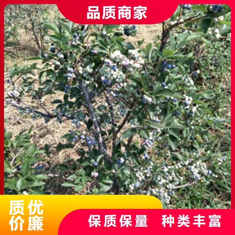 【 蓝莓苗_占地果树可零售可批发】 正家园艺场(通化市分公司)