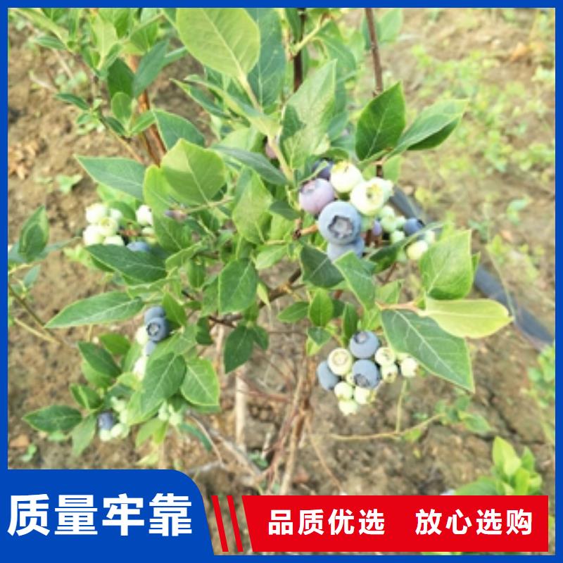 藍(lán)莓苗綠化樹(shù)綠化工程懂您所需