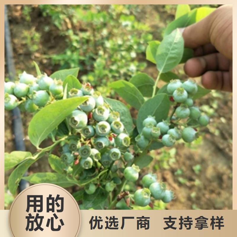 藍莓苗占地果樹優質貨源