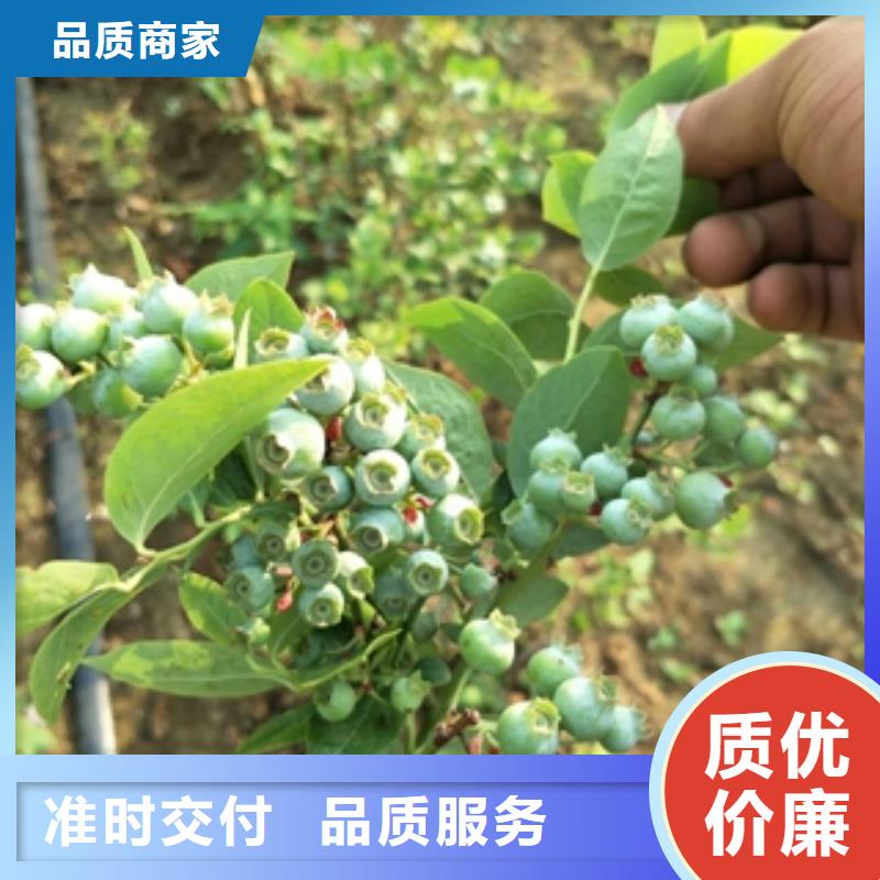 【藍莓苗】綠化樹綠化工程省心又省錢