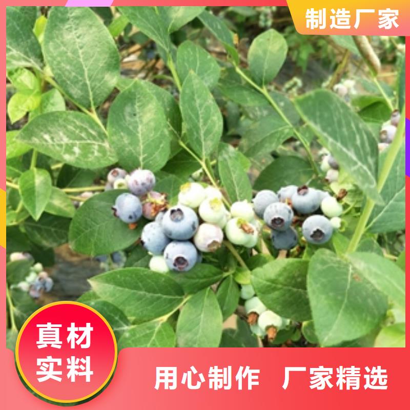 核桃苗 樱花苗 长果桑树苗视频-核桃苗 樱花苗 长果桑树苗(正家)覆盖地域吉林省通化市二道江|集安|延边|长春|吉林|四平|辽源