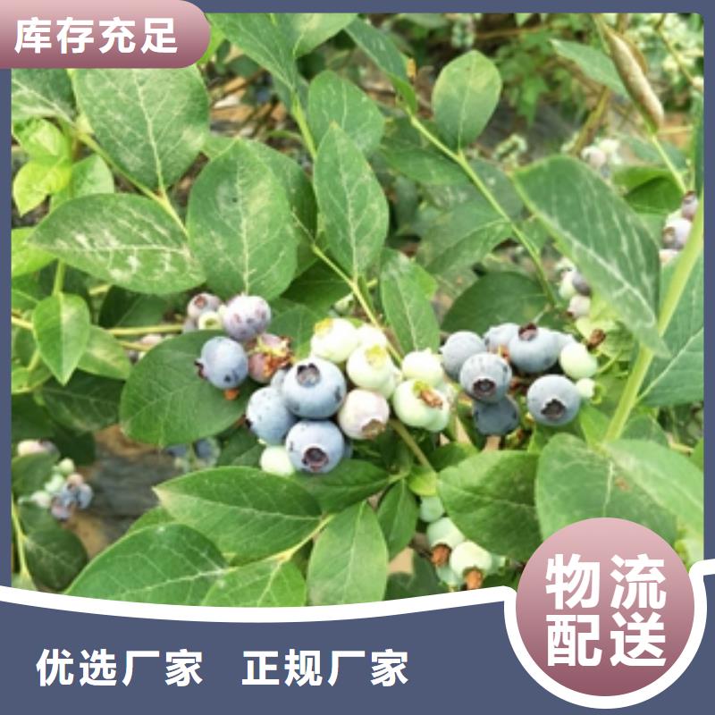 蓝莓苗_泰山景松造型景松您想要的我们都有