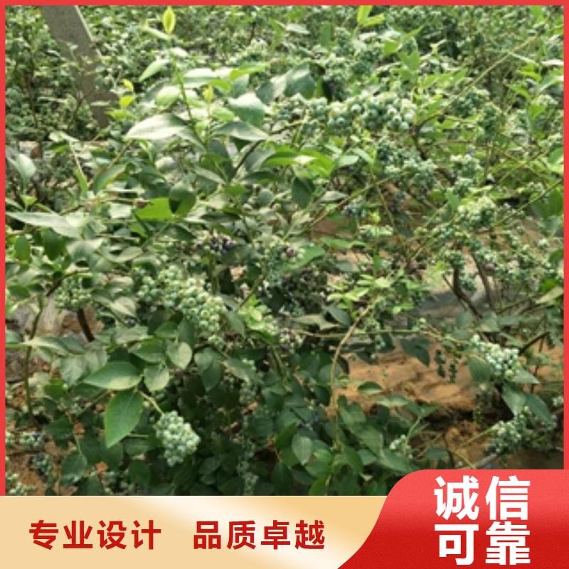 藍莓苗,核桃苗櫻花苗長果桑樹苗定制零售批發(fā)