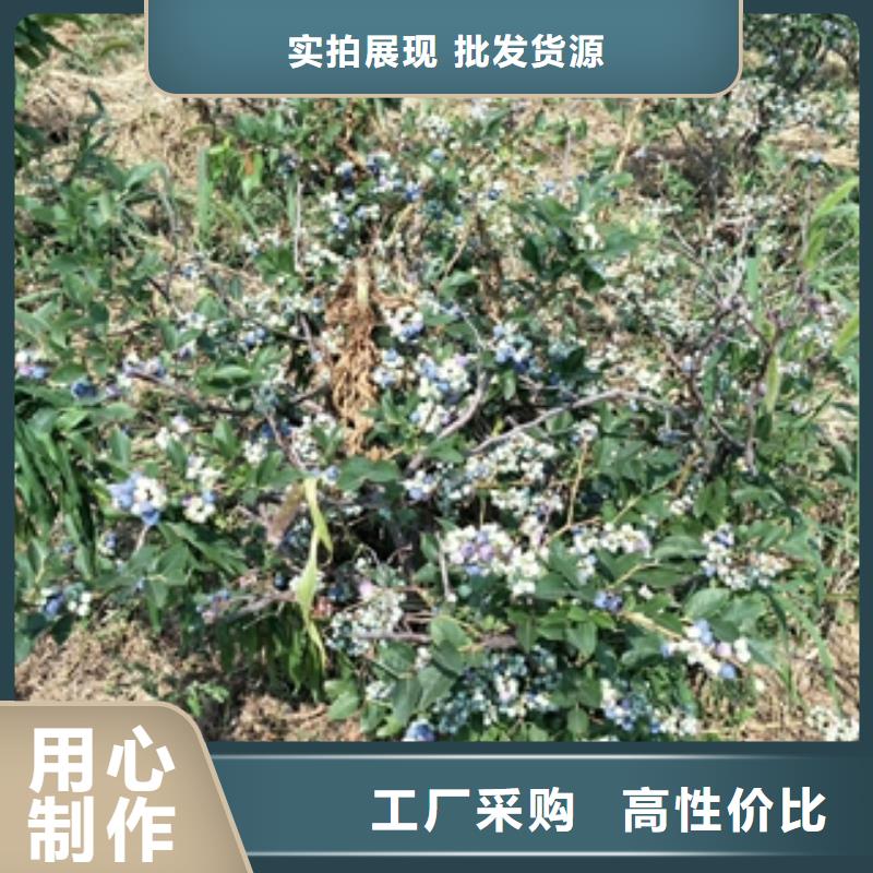 蓝莓苗樱桃苗精工制作