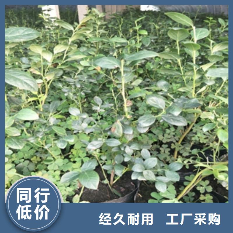 蓝莓苗钙果苗现货交易