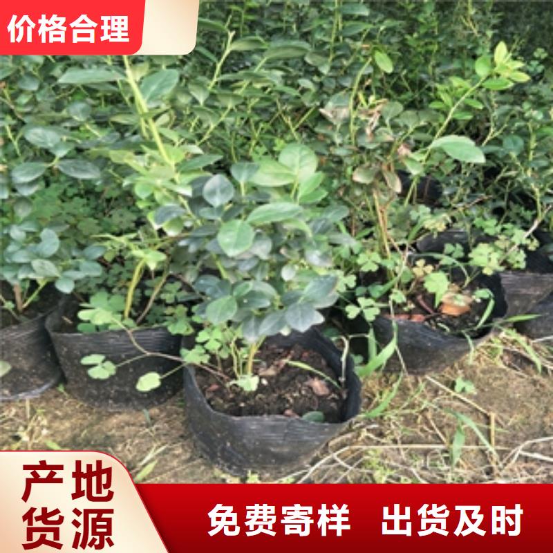 藍(lán)莓苗櫻桃苗隨心所欲定制